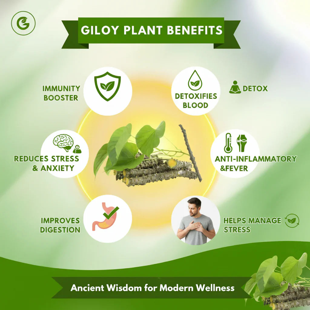Herbal Giloy Detox Foot Patches Buy 20 Get 20 (Pack of 40)