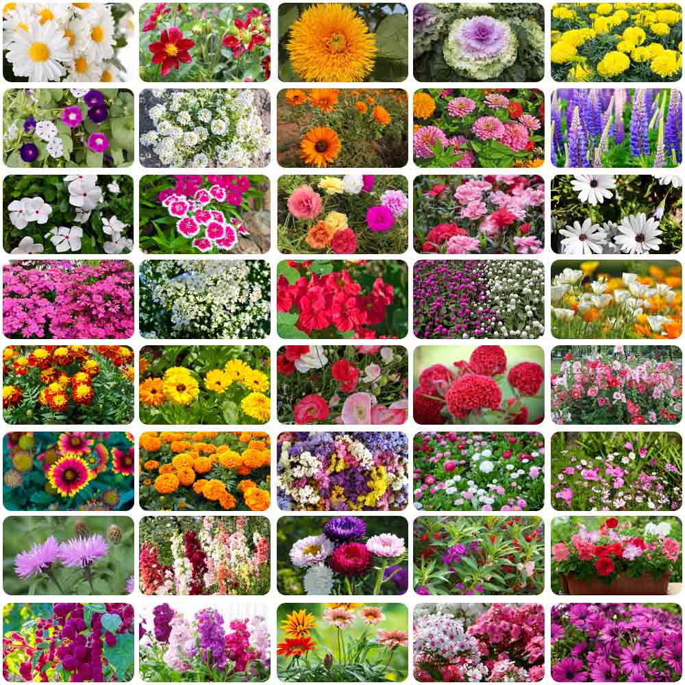 Mix Flower Seeds Combo Pack – Create a Beautiful Blooming Garden